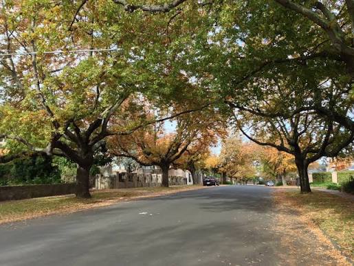 Tree-lined residential street in autumn, leaves turning orange and yellow, fallen leaves on the road edges.